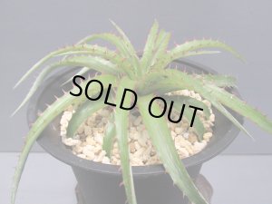 画像2: ディッキア・レッドソーンズ