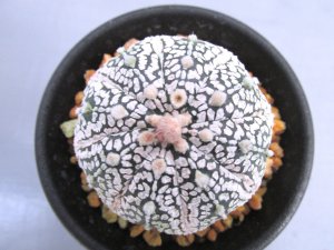 画像3: ミラクル兜丸