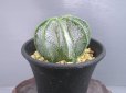 画像4: 白瑞鳳玉 (4)