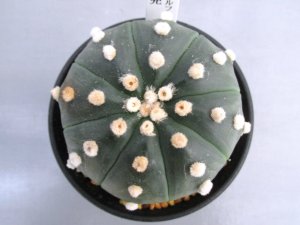 画像3: 瑠璃兜