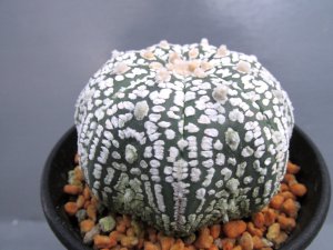 画像1: スーパー兜丸