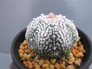 画像2: ミラクル兜丸