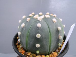 画像2: 瑠璃兜