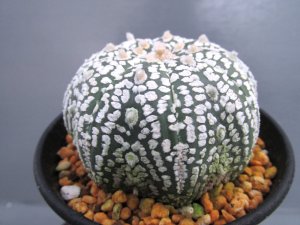 画像2: スーパー兜丸