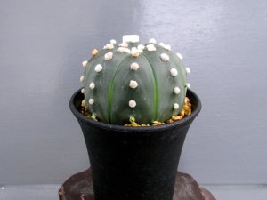 画像4: 瑠璃兜