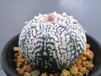 ミラクル兜丸
