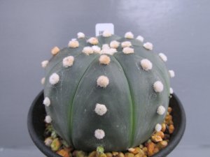 画像1: 瑠璃兜