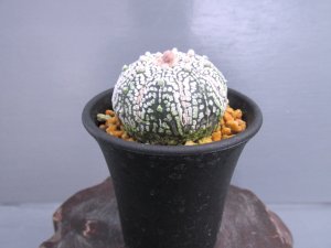 画像4: ミラクル兜丸