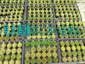 画像1: 紅満月　2.5Ｐ