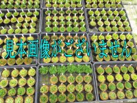 鹿明冠　2.5Ｐ