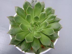 画像2: エケベリア【オリビア】