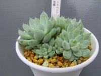 エケベリア【雪雛】