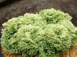 画像1: 金牡丹　2.5Ｐ