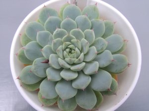 画像2: エケベリア【ホワイトミニマ】