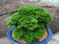 玉獅子　2.5Ｐ