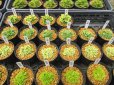 画像2: 今回の販売品全景 (2)