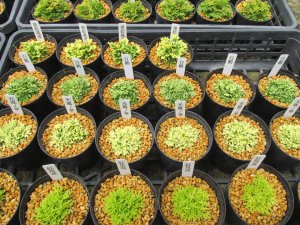 画像2: 今回の販売品全景