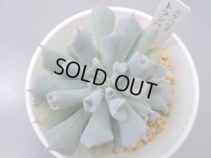 画像2: エケベリア【トランペットピンキー】