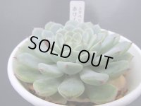 エケベリア【ホワイトミニマ】