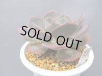 エケベリア【ダスティローズ】Lサイズ