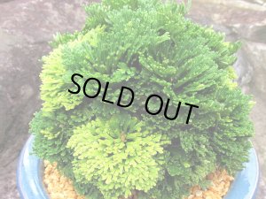 画像1: 湖東錦　2.5Ｐ