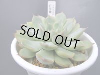 エケベリア【白雪姫】Ｌサイズ