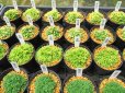 画像4: 今回の販売品全景 (4)