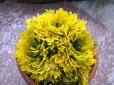 画像1: 黄華殿　2.5Ｐ (1)