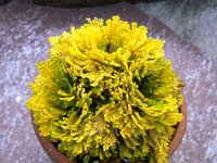 黄華殿　2.5Ｐ