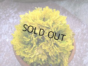 画像1: 黄華殿　2.5Ｐ 10/3追加しました