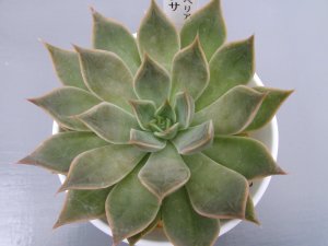 画像2: エケベリア【メンサ】