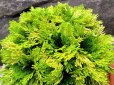 画像2: 黄華殿　2.5Ｐ (2)