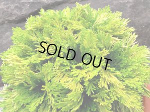 画像2: 黄華殿　2.5Ｐ 10/3追加しました