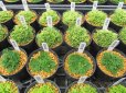画像5: 今回の販売品全景 (5)
