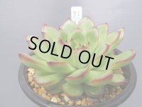 エケベリア【カリスタ】Lサイズ