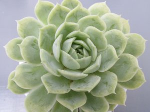 画像2: エケベリア【オウスロー】Ｌサイズ