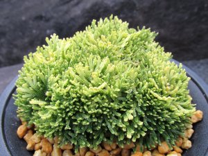 画像2: 金晃殿　（4号プラ）