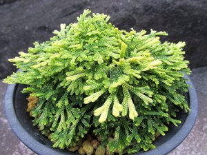 画像2: 白古金　（4.5号プラ）