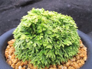 画像1: 金石宝　（5号プラ）