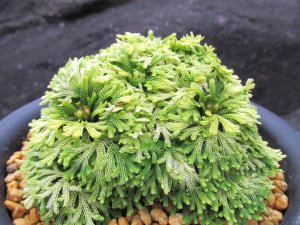 画像2: 金石宝　（5号プラ）