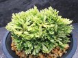 画像2: 三恵ノ華　（4号プラ） (2)
