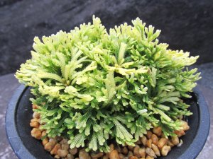 画像2: 三恵ノ華　（4号プラ）