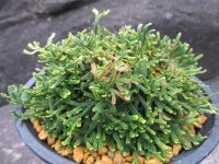 至宝ノ舞　（4.5号プラ）