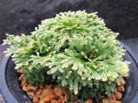 天照冠　（4号プラ）