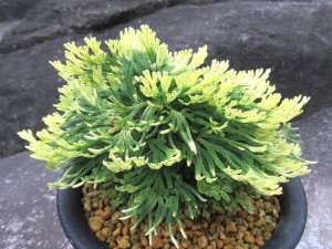 画像2: 唐牡丹　（5号プラ）