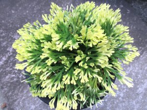 画像3: 唐牡丹　（5号プラ）