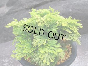 画像2: 黄華　（5号プラ）