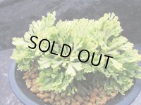 三恵ノ華　（4号プラ）