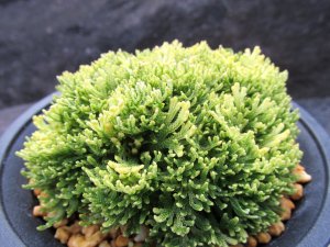 画像1: 金晃殿　（4号プラ）