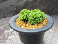 イワヒバ珍稀種【勾玉】（3.5号京楽鉢）